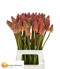 Kniphofia Alcazar 70cm