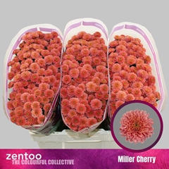 Chrysanth Miller Cherry Red 55cm 44gr.