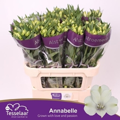Alstroemeria Annabelle 70cm 55gr.