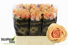 Rosa Dividend 60cm