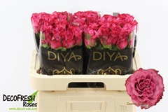 Rosa Country Spirit Blues 60cm