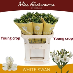 Alstroemeria White Swan 75cm 95gr.
