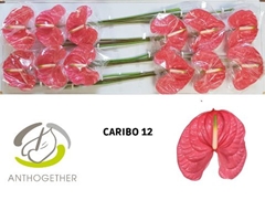 Anthurium Caribo 13cm Hd