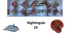 Anthurium Nightingale 15cm Hd