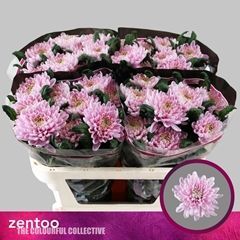 Chrysanth Single Rossano 70cm 80gr.