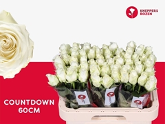 Rosa Countdown! 60cm