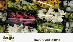 Cymbidium Mix 50cm