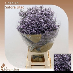 Limonium Safora Lilac 80cm 40gr.