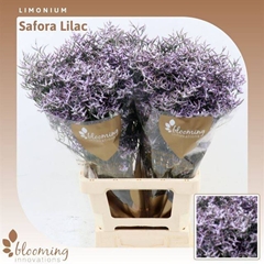 Limonium Safora Lilac 70cm 30gr.