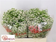 Chamelaucium Pearl Buttons 60cm 30gr.