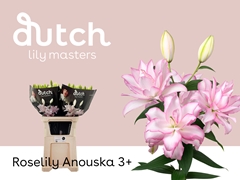 Lily Oriental Double Roselily Anouska 85cm 3+