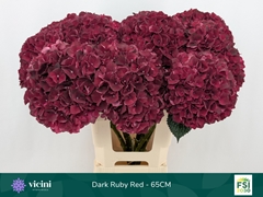 Hydrangea Dark Ruby 65cm 17-19cm Hd