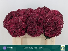 Hydrangea Dark Ruby 50cm 14-16cm Hd