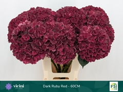 Hydrangea Dark Ruby 60cm 16-18cm Hd