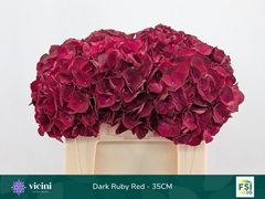 Hydrangea Dark Ruby 35cm 12-14cm Hd