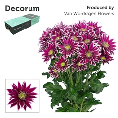 Chrysanth Spray Bolte 70cm 90gr.