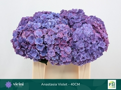 Hydrangea Royal Anastasia Blue 40cm 12-14cm Hd
