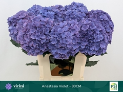 Hydrangea Royal Anastasia Blue 80cm 18-20cm Hd