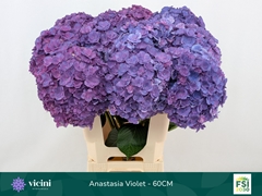 Hydrangea Royal Anastasia Blue 60cm 16-18cm Hd