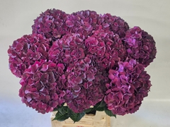 Hydrangea Dark Ruby 60cm 16-18cm Hd