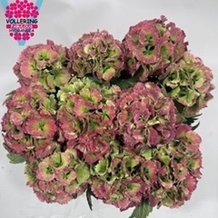 Hydrangea Lolly Pop Classic 40cm 10-12cm Hd