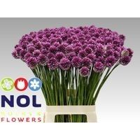 Allium Sphaerocephal 70cm