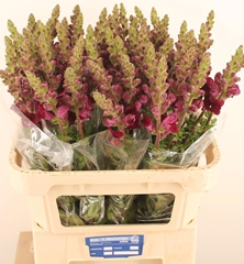 Antirrhinum Potomac Crimson 80cm