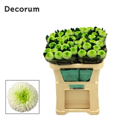 Chrysanth Single Alibaba 70cm 80gr.