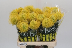Leucospermum Ayoba Yellow 60cm