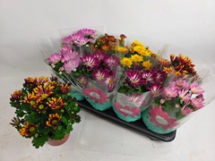 Chrysanth Mix 6 Mix 14Ø 29cm