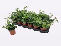 Hedera Helix Wonder 9Ø 10cm