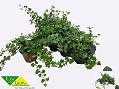 Hedera Helix Wonder 13Ø 20cm