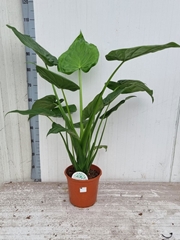 Alocasia Cucullata 24Ø 115cm
