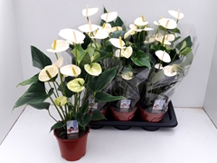 Anthurium Floriclone Pristino 17Ø 55cm