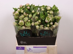 Helleborus Bella Belles 40cm