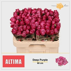 Rosa Deep Purple 60cm