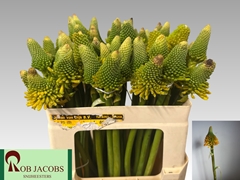 Kniphofia Magical Happy Halloween 50cm