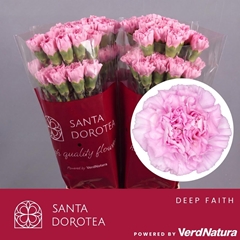 Dianthus Single Faith 55cm