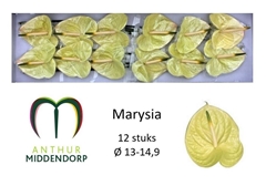 Anthurium Marysia Antique 13cm Hd