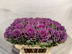 Brassica Altair 70cm