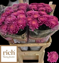 Chrysanth Single Bigoudi Pink 80cm 80gr.
