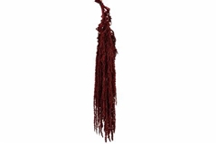 Amaranthus Caudatus Bordeaux Per Bunch 70cm