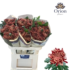 Chrysanth Single Ankara Red 75cm 140gr.