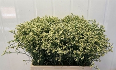 Limonium Sinense Sensy Lemonade 60cm 20gr.