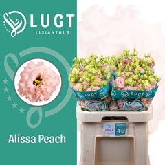 Eustoma Double Alissa Peach 70cm