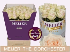 Rosa Dorchester+ 80cm