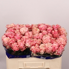 Rosa Country Spirit Candy 50cm