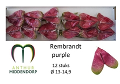 Anthurium Rembrandt Purple 13cm Hd