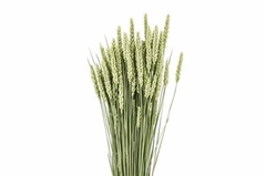 Triticum Natural Per Bunch 65cm
