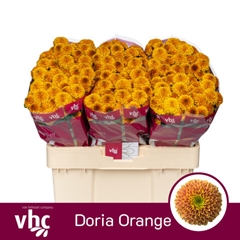 Chrysanth Santini Doria Orange 55cm 50gr.